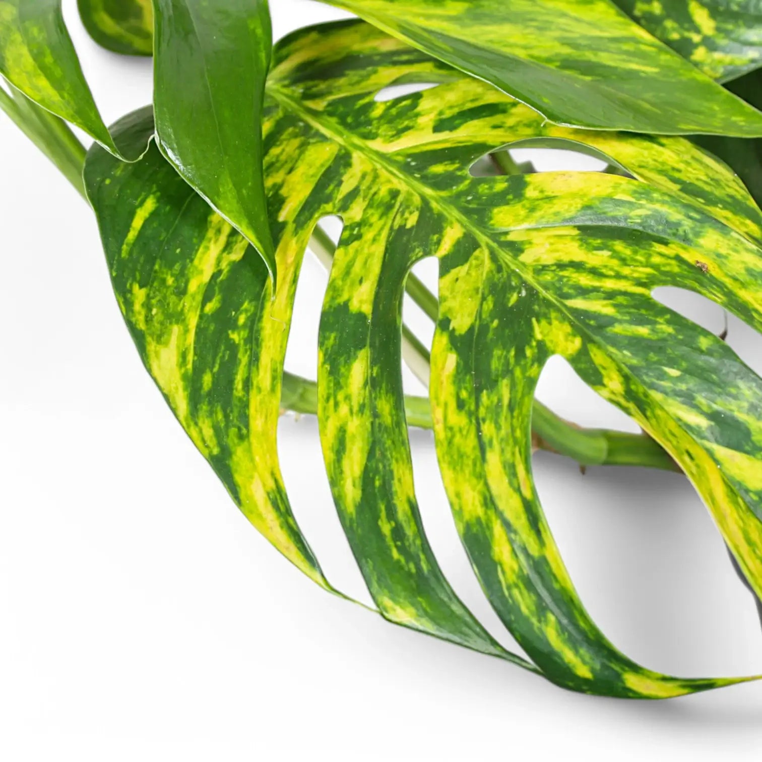 Epipremnum pinnatum aureum cintho goldfinger potted plant in nursery pot on white background.