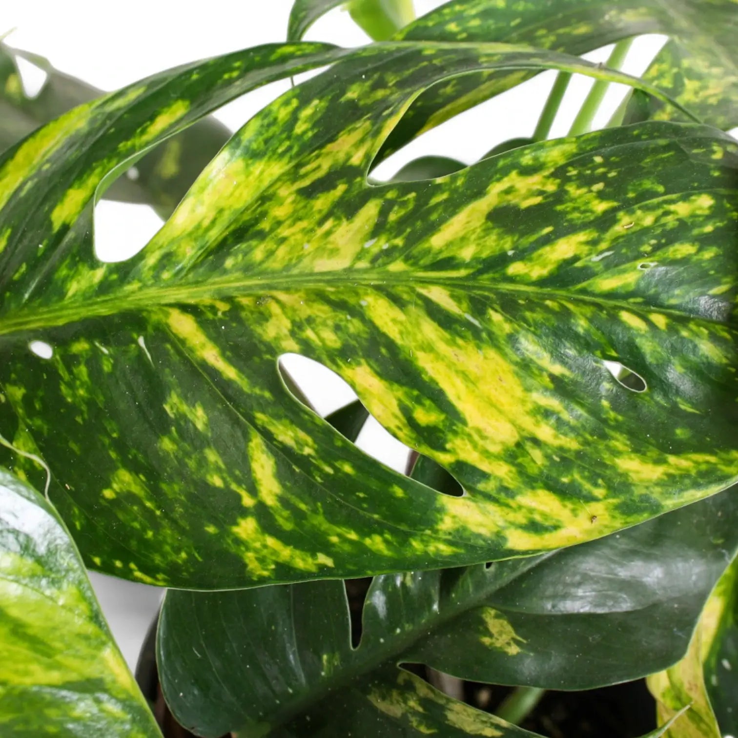 Epipremnum pinnatum aureum cintho goldfinger potted plant in nursery pot on white background.