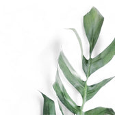 Epipremnum pinnatum 'Cebu Blue' leaf detail on white background.