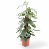 Epipremnum pinnatum 'Cebu Blue' potted plant in nursery pot on white background.