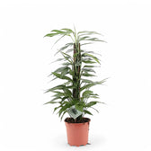 Epipremnum pinnatum 'Cebu Blue' potted plant in nursery pot on white background.