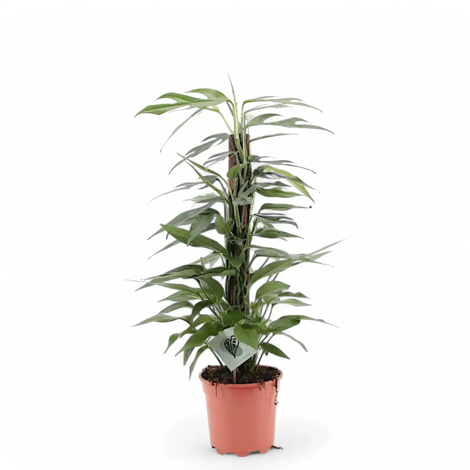 Epipremnum pinnatum 'Cebu Blue' potted plant in nursery pot on white background.