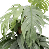 Epipremnum pinnatum 'Cebu Blue' potted plant in nursery pot on white background.