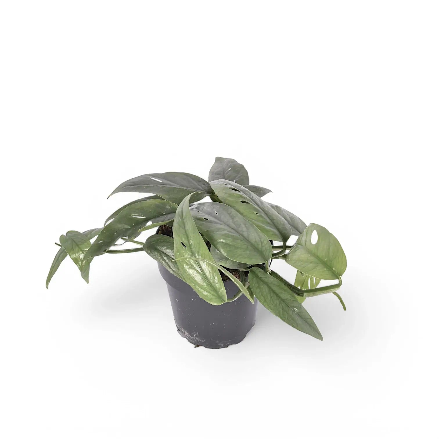 Epipremnum pinnatum 'Cebu Blue' potted plant in nursery pot on white background.