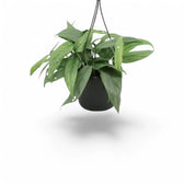 Epipremnum pinnatum 'Cebu Blue' potted plant in nursery pot on white background.