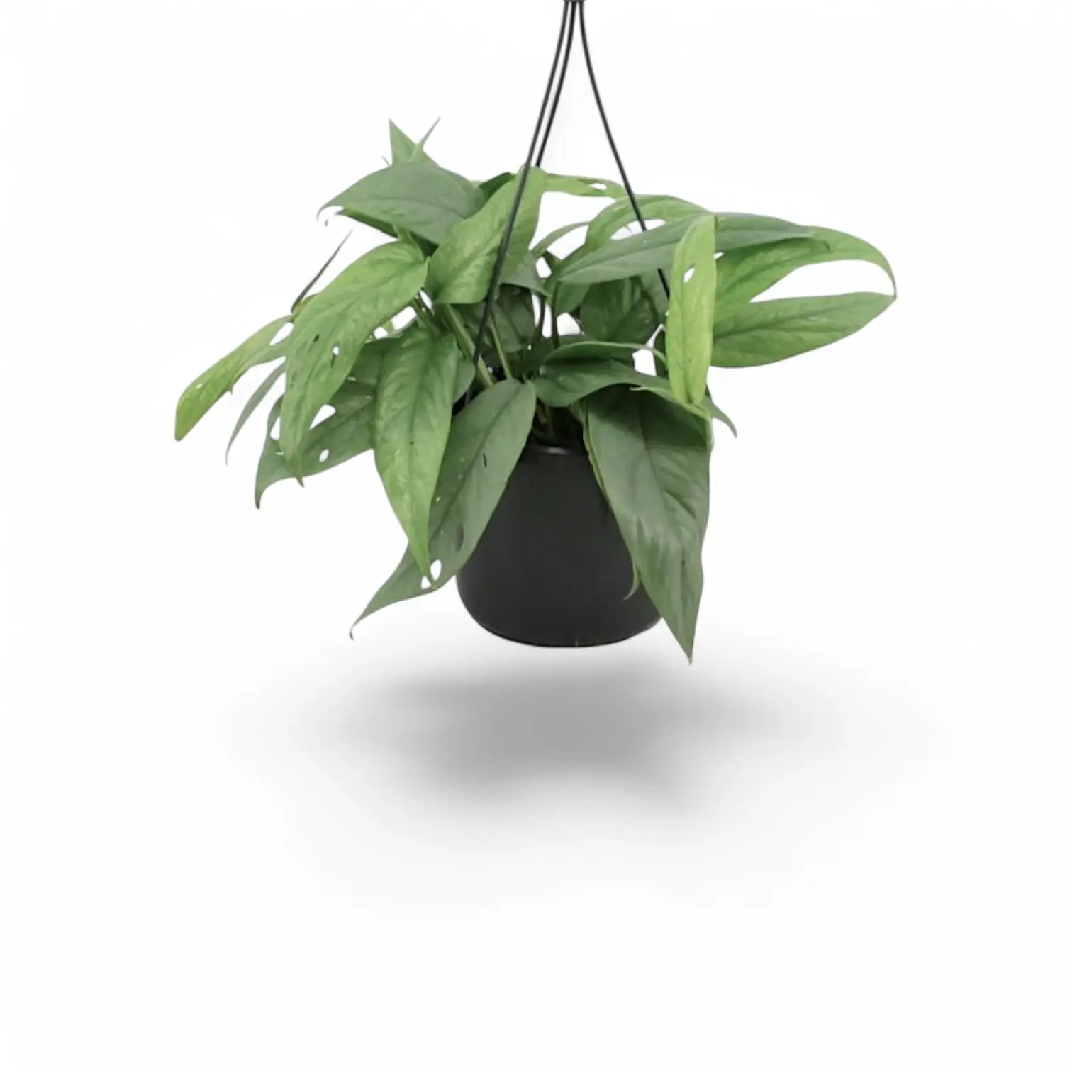 Epipremnum pinnatum 'Cebu Blue' potted plant in nursery pot on white background.