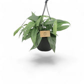 Epipremnum pinnatum 'Cebu Blue' potted plant in nursery pot on white background.