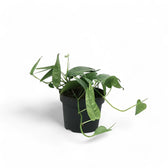 Epipremnum pinnatum 'Cebu Blue' potted plant in nursery pot on white background.