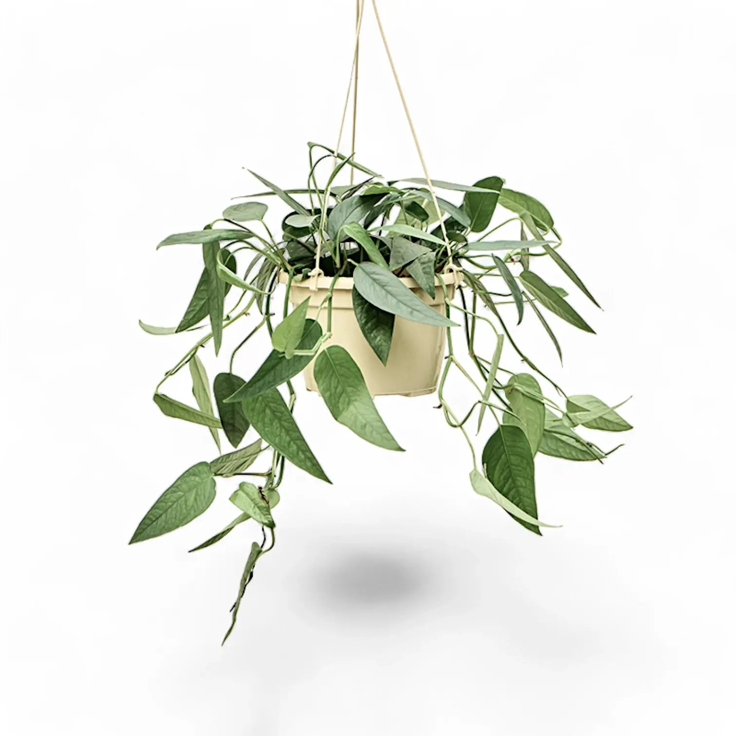 Epipremnum pinnatum 'Cebu Blue' potted plant in nursery pot on white background.