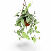 Epipremnum pinnatum 'Cebu Blue' potted plant in nursery pot on white background.