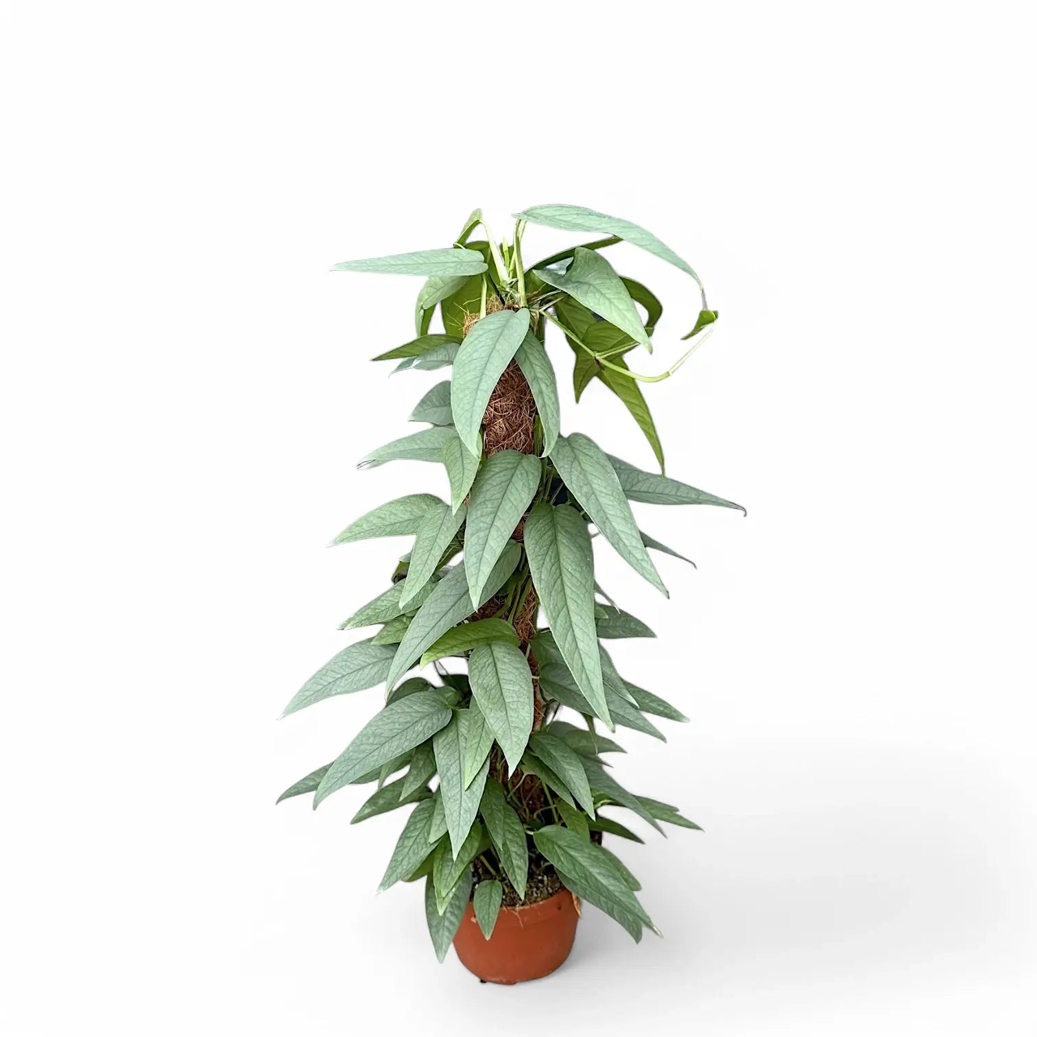 Epipremnum pinnatum 'Cebu Blue' potted plant in nursery pot on white background.