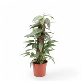 Epipremnum pinnatum 'Cebu Blue' potted plant in nursery pot on white background.