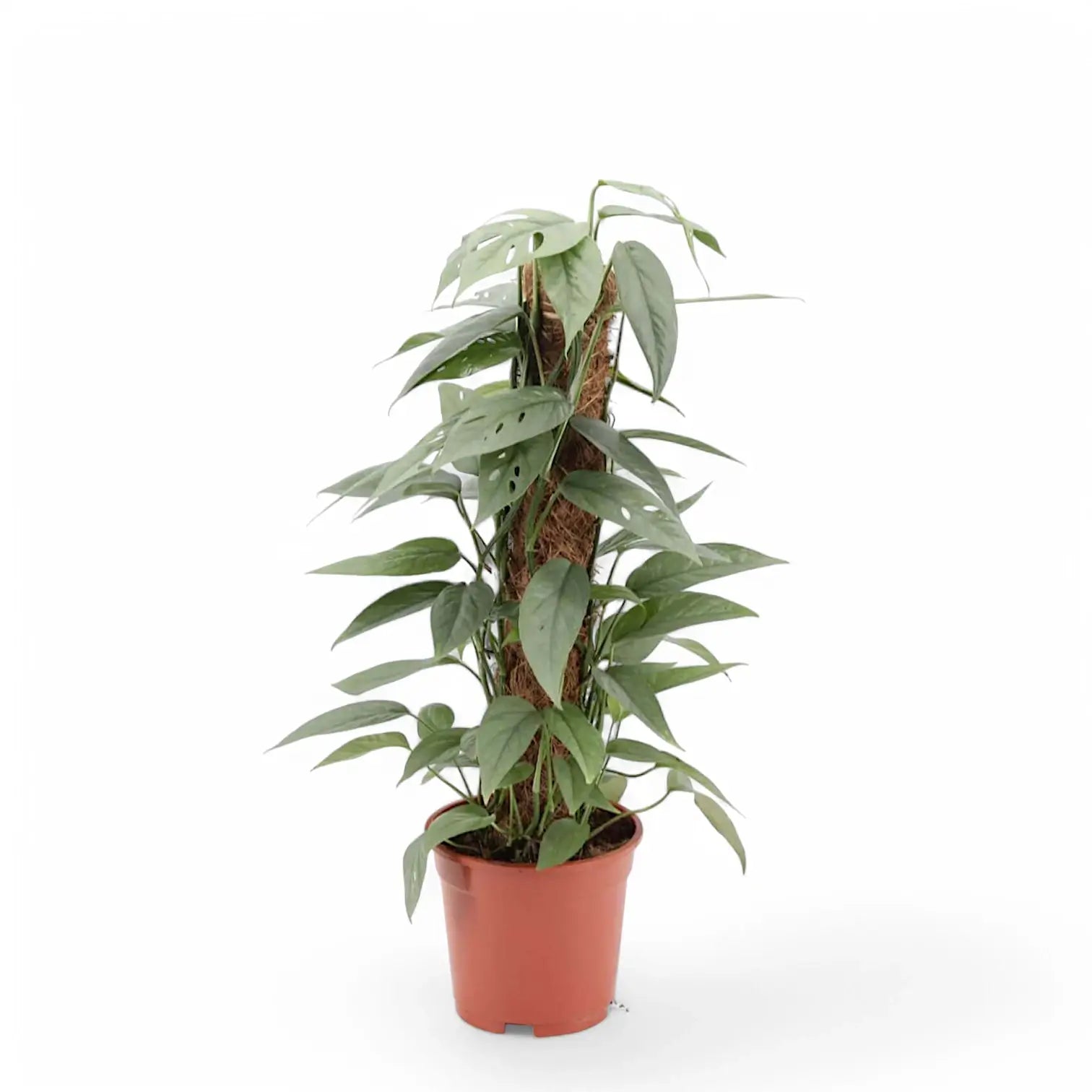 Epipremnum pinnatum 'Cebu Blue' potted plant in nursery pot on white background.
