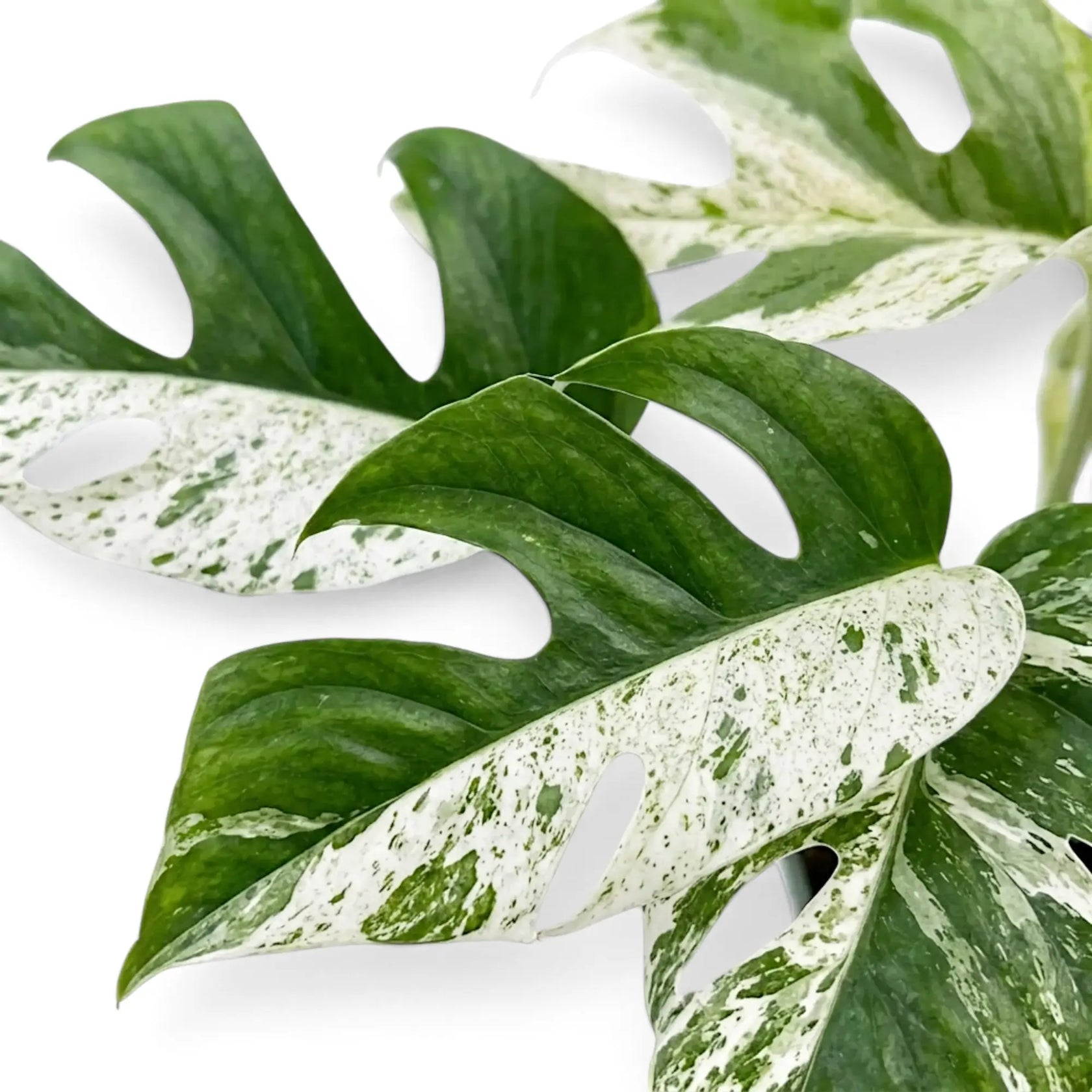 Close-up of split Epipremnum pinnatum 'Marble' leaves with bold cream-and-green marbling