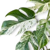 Overlapping Epipremnum pinnatum 'Marble' leaves with cream speckles, green sectors and natural splits