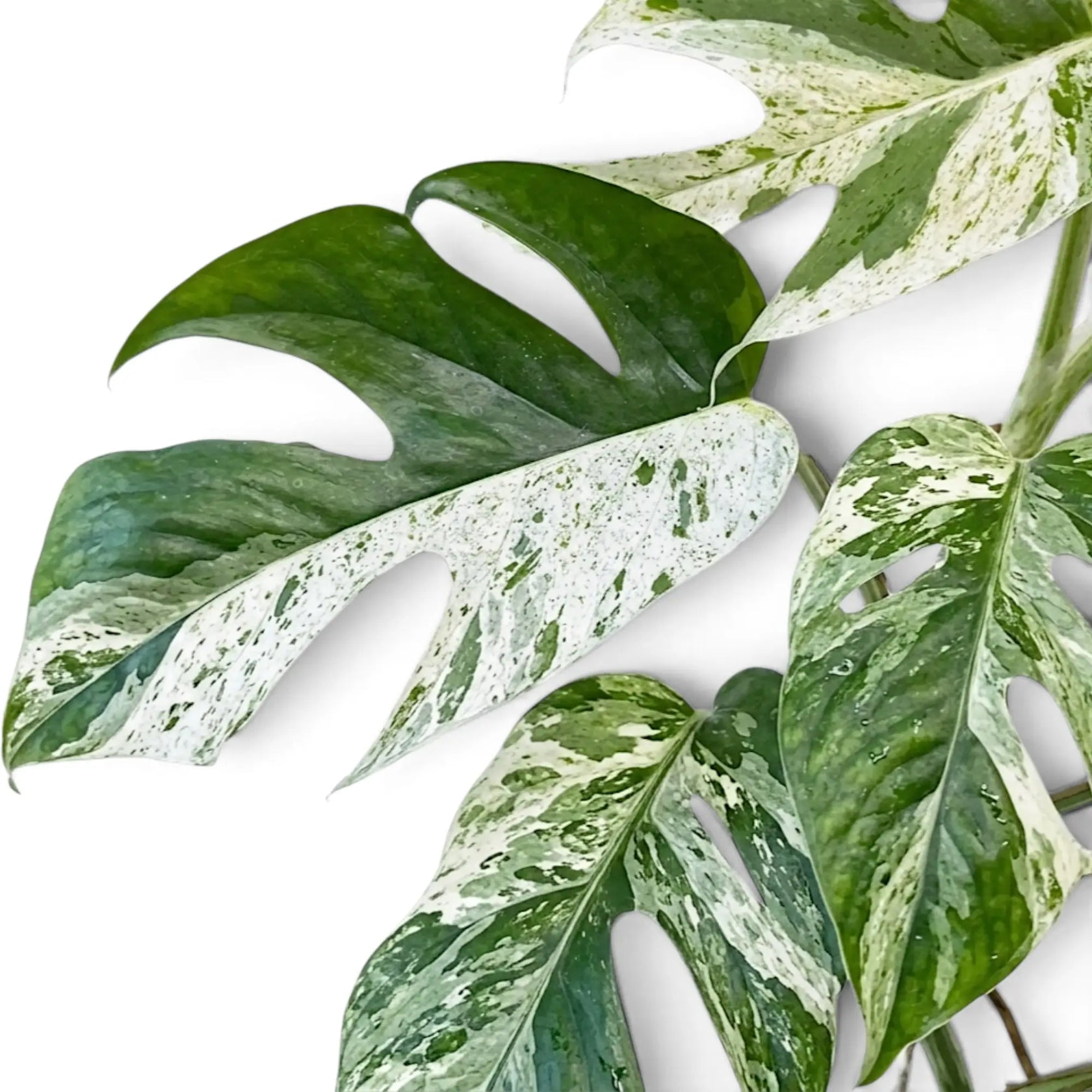 Overlapping Epipremnum pinnatum 'Marble' leaves with cream speckles, green sectors and natural splits