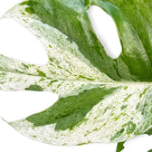 Detailed view of a split Epipremnum pinnatum 'Marble' leaf with fine cream-and-green speckling