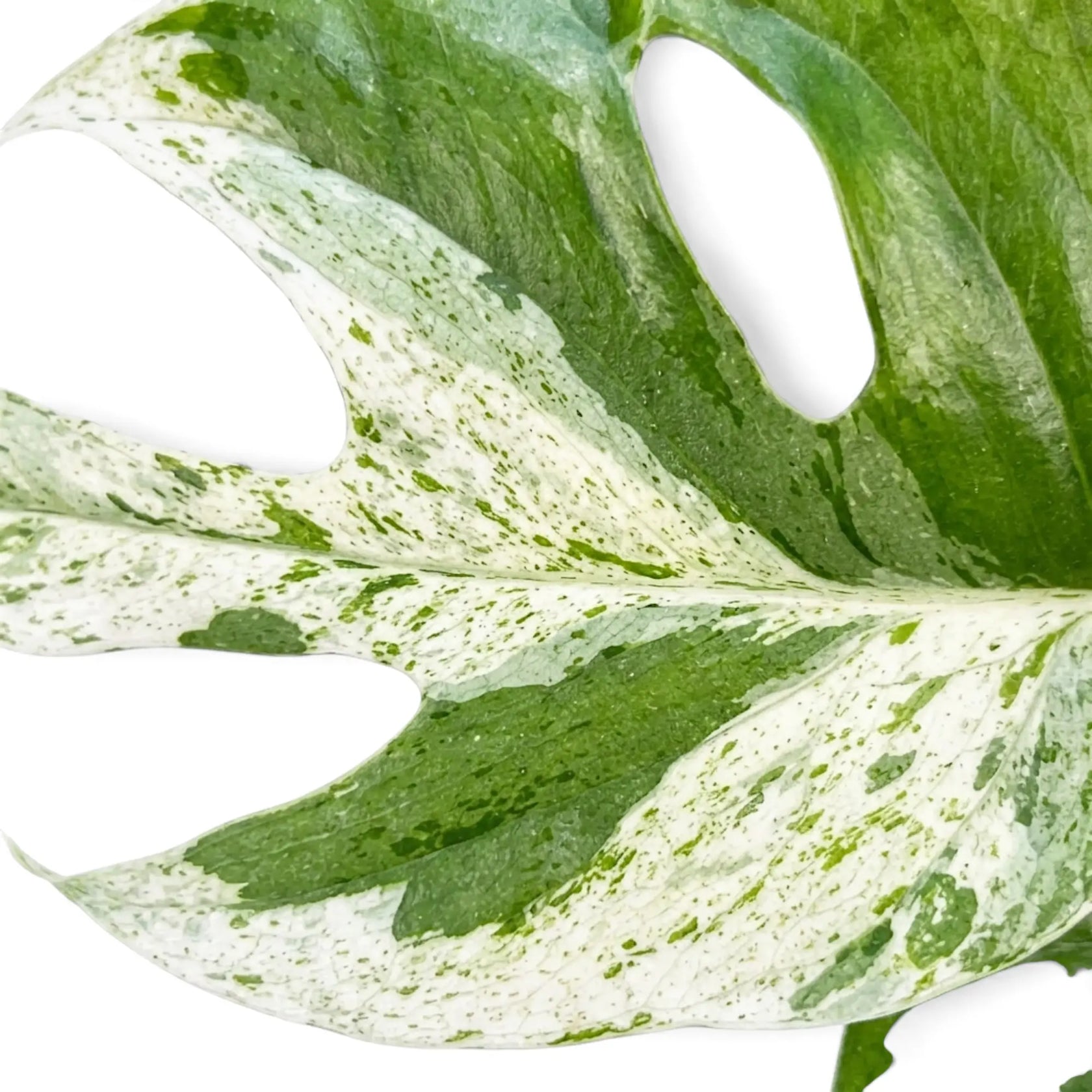 Detailed view of a split Epipremnum pinnatum 'Marble' leaf with fine cream-and-green speckling