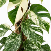 Epipremnum pinnatum 'Marble' leaves climbing a coir pole, including a nearly cream-coloured split leaf