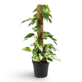 Large Epipremnum pinnatum 'Marble' trained on a coir pole, with cream-marbled leaves around the base