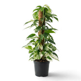 Tall Epipremnum pinnatum 'Marble' on a coir pole, with dense green leaves and cream variegation