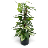 Side view of large Epipremnum pinnatum 'Marble' climbing a coir pole with layered green leaves