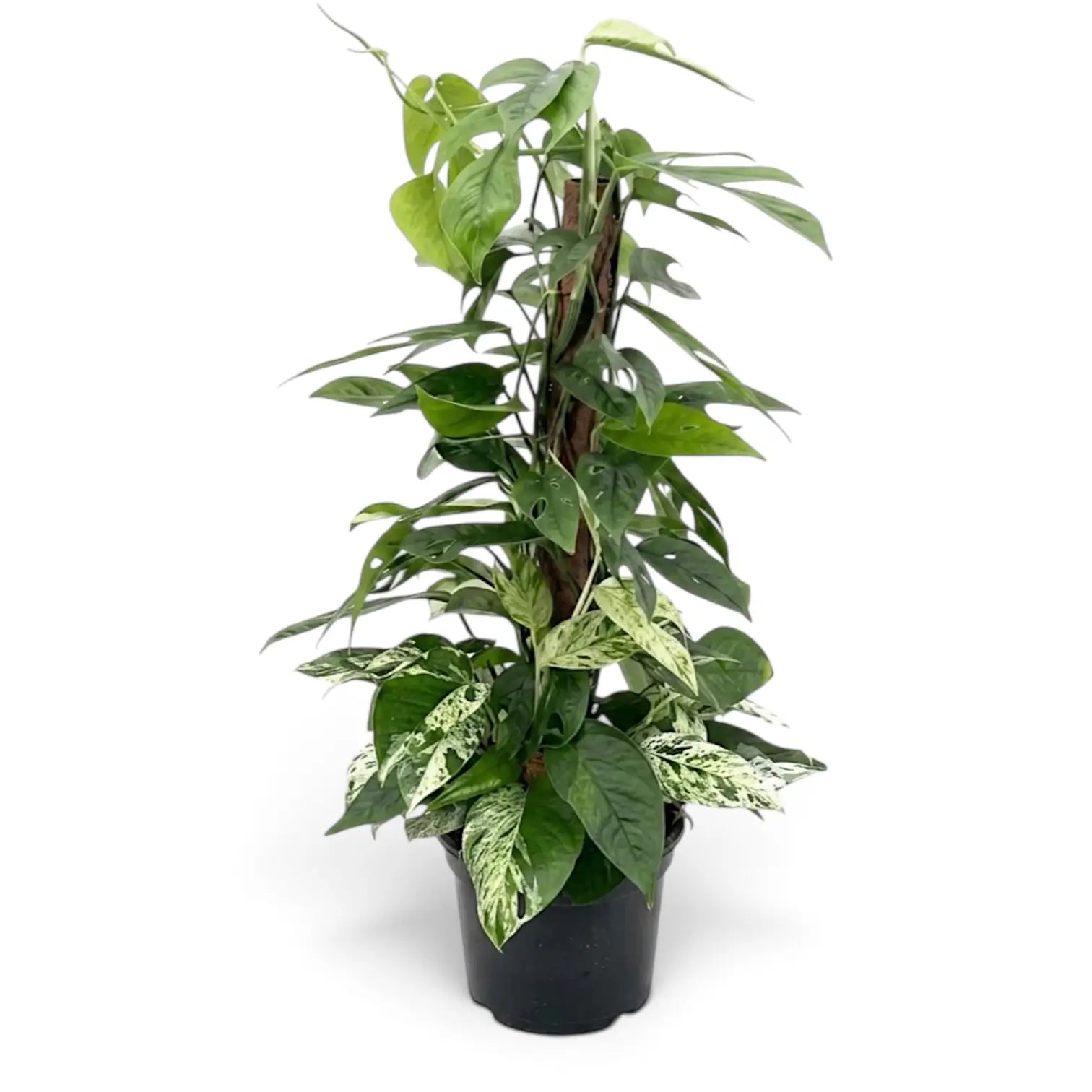 Side view of large Epipremnum pinnatum 'Marble' climbing a coir pole with layered green leaves