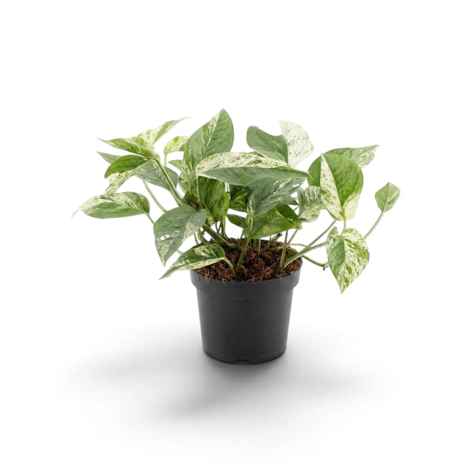 Front view of compact Epipremnum pinnatum 'Marble' with cream-speckled green leaves