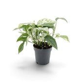 Epipremnum pinnatum 'Marble' in a black nursery pot, showing a full mix of green and cream leaves