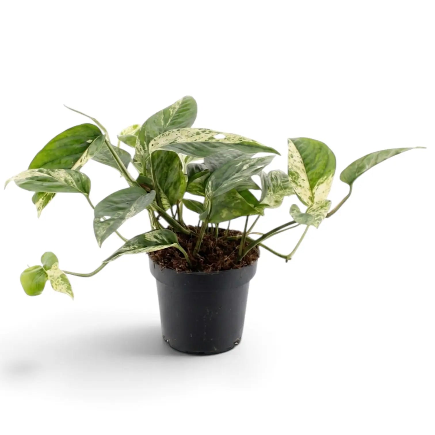 Side view of Epipremnum pinnatum 'Marble' with one trailing vine and marbled green-and-cream leaves