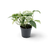 Full Epipremnum pinnatum 'Marble' in a black nursery pot with upright stems and cream-flecked leaves