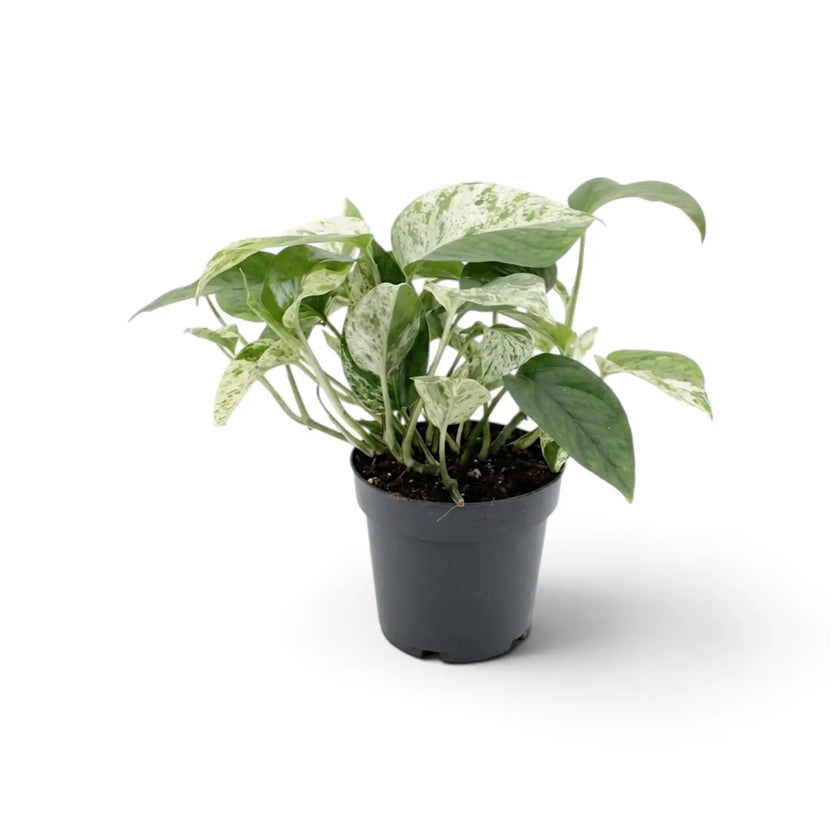Full Epipremnum pinnatum 'Marble' in a black nursery pot with upright stems and cream-flecked leaves