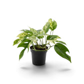 Young Epipremnum pinnatum 'Marble' with mixed solid and split leaves in a black nursery pot