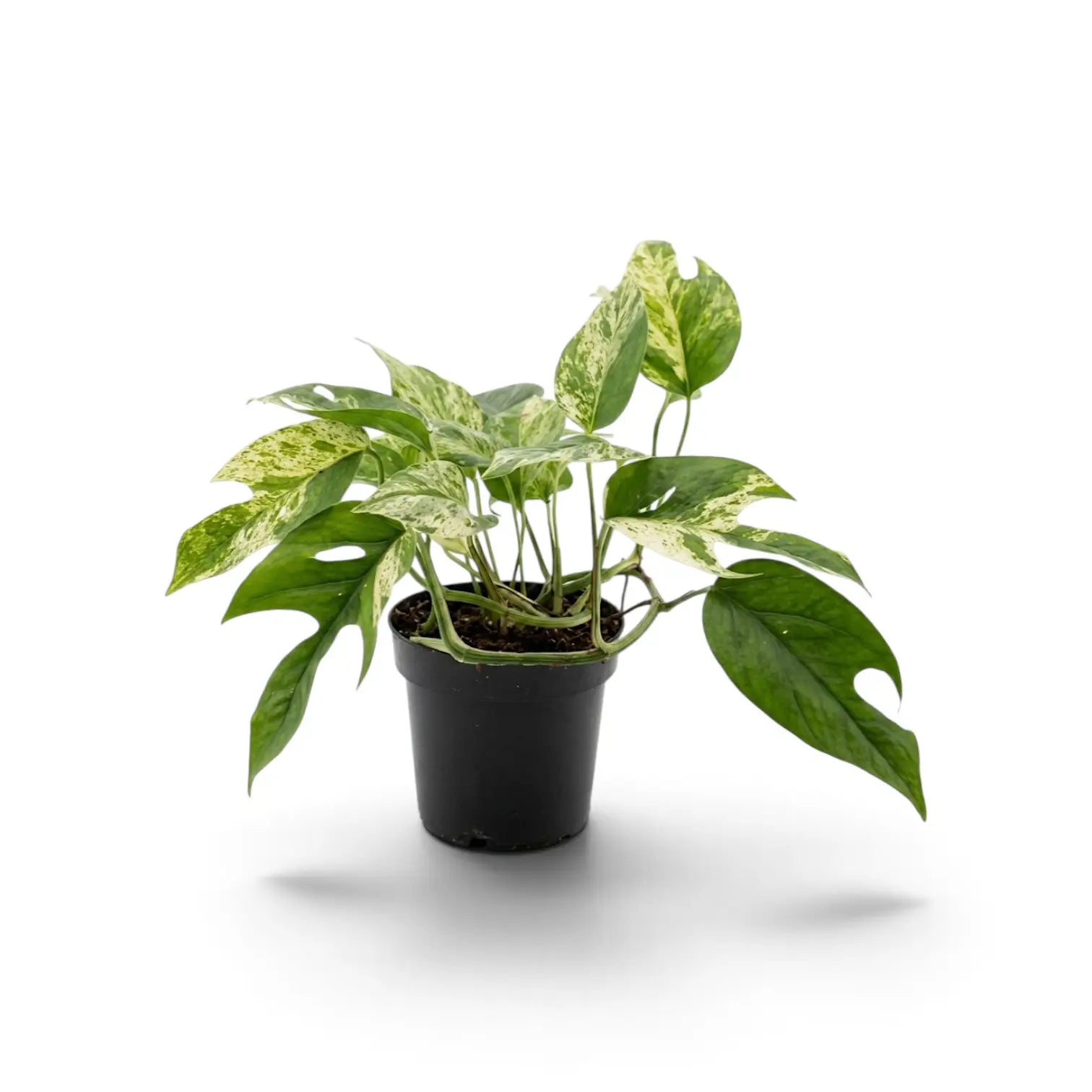 Young Epipremnum pinnatum 'Marble' with mixed solid and split leaves in a black nursery pot