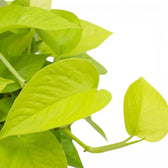 Epipremnum pinnatum Neon Nahaufnahme mit limettengrünen Blättern.