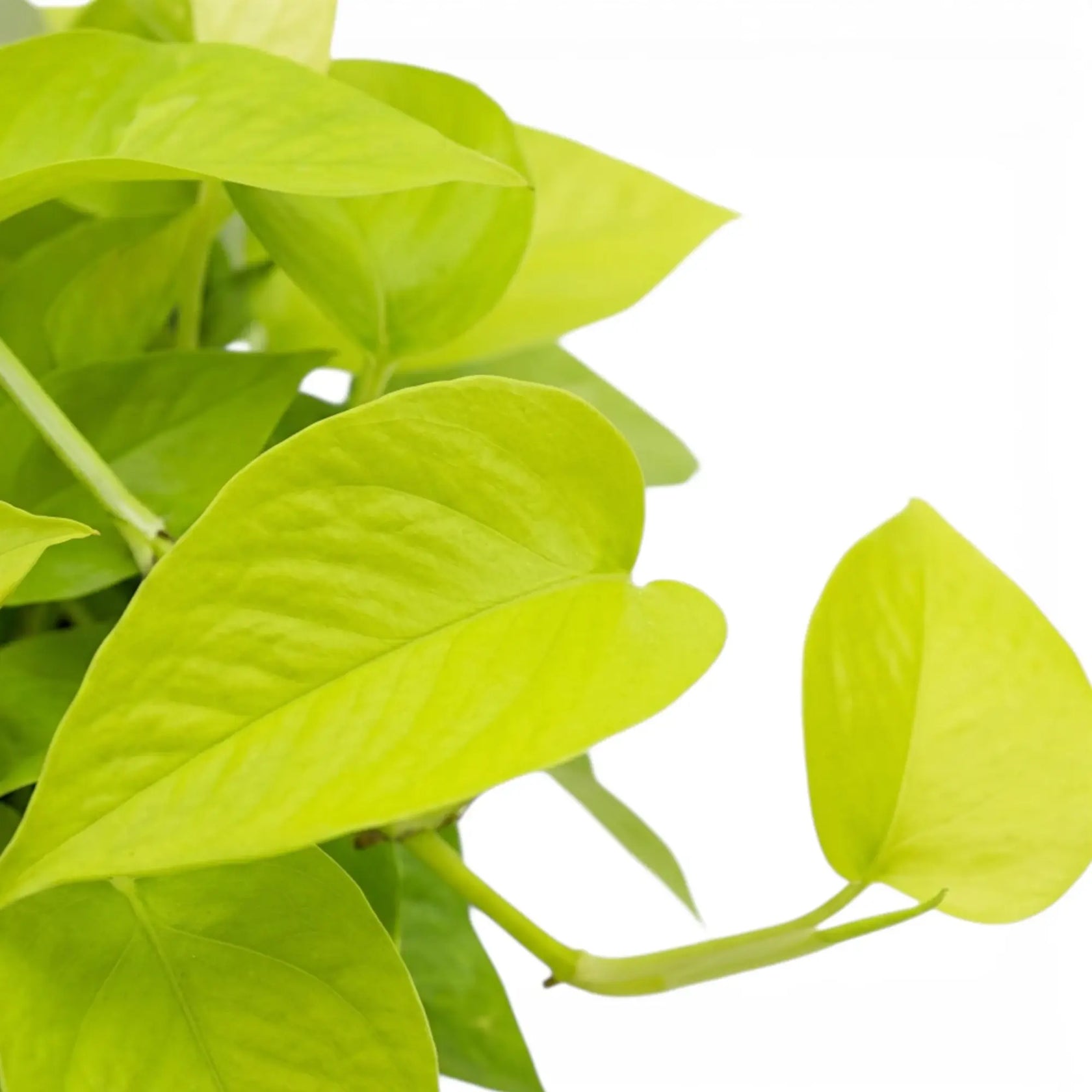 Epipremnum pinnatum Neon Nahaufnahme mit limettengrünen Blättern.