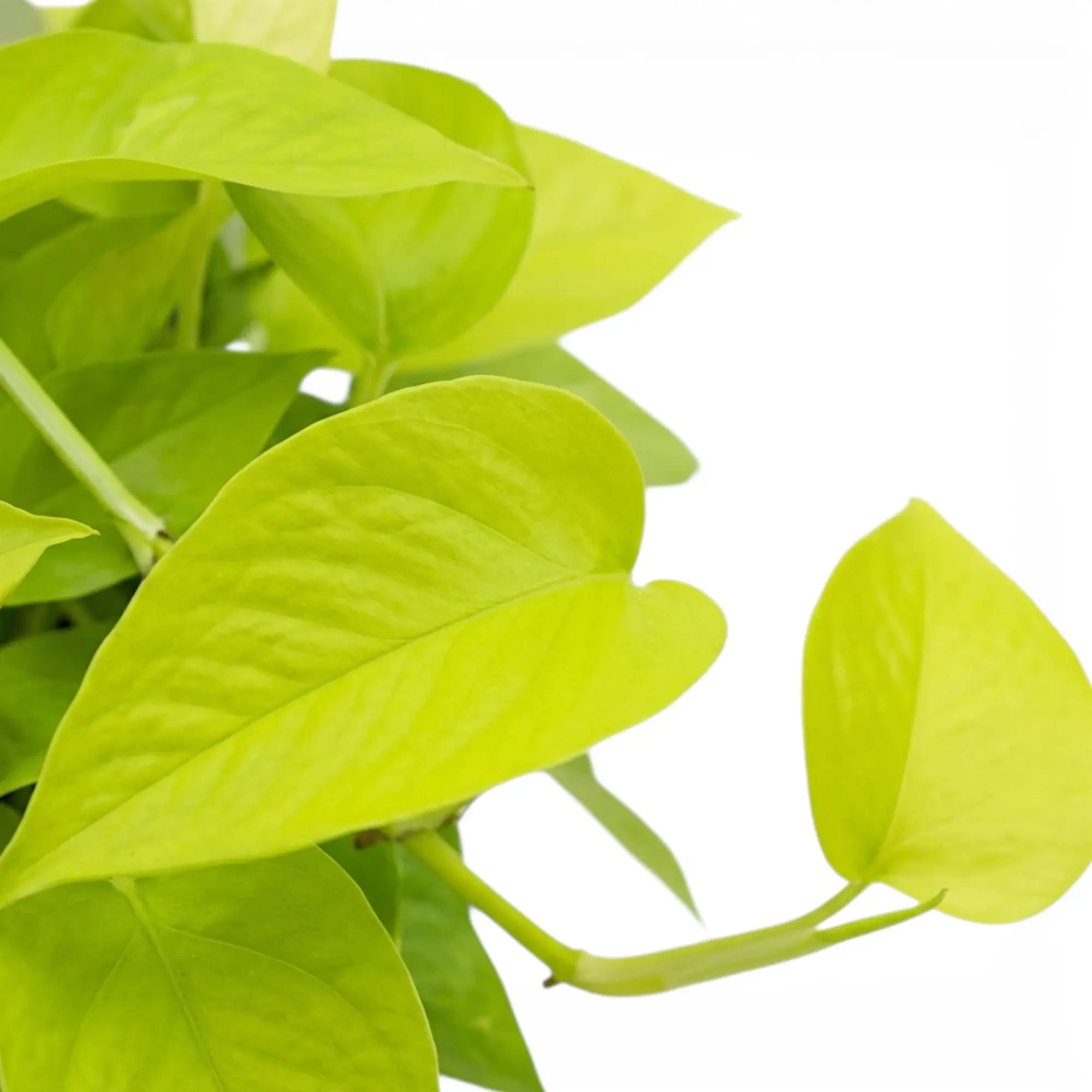 Epipremnum pinnatum Neon Nahaufnahme mit limettengrünen Blättern.