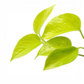 Epipremnum pinnatum Neon Nahaufnahme mit limettengrünen Blättern.