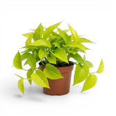 Epipremnum pinnatum Neon große Pflanze mit limettengrünen Blättern im Kulturtopf.