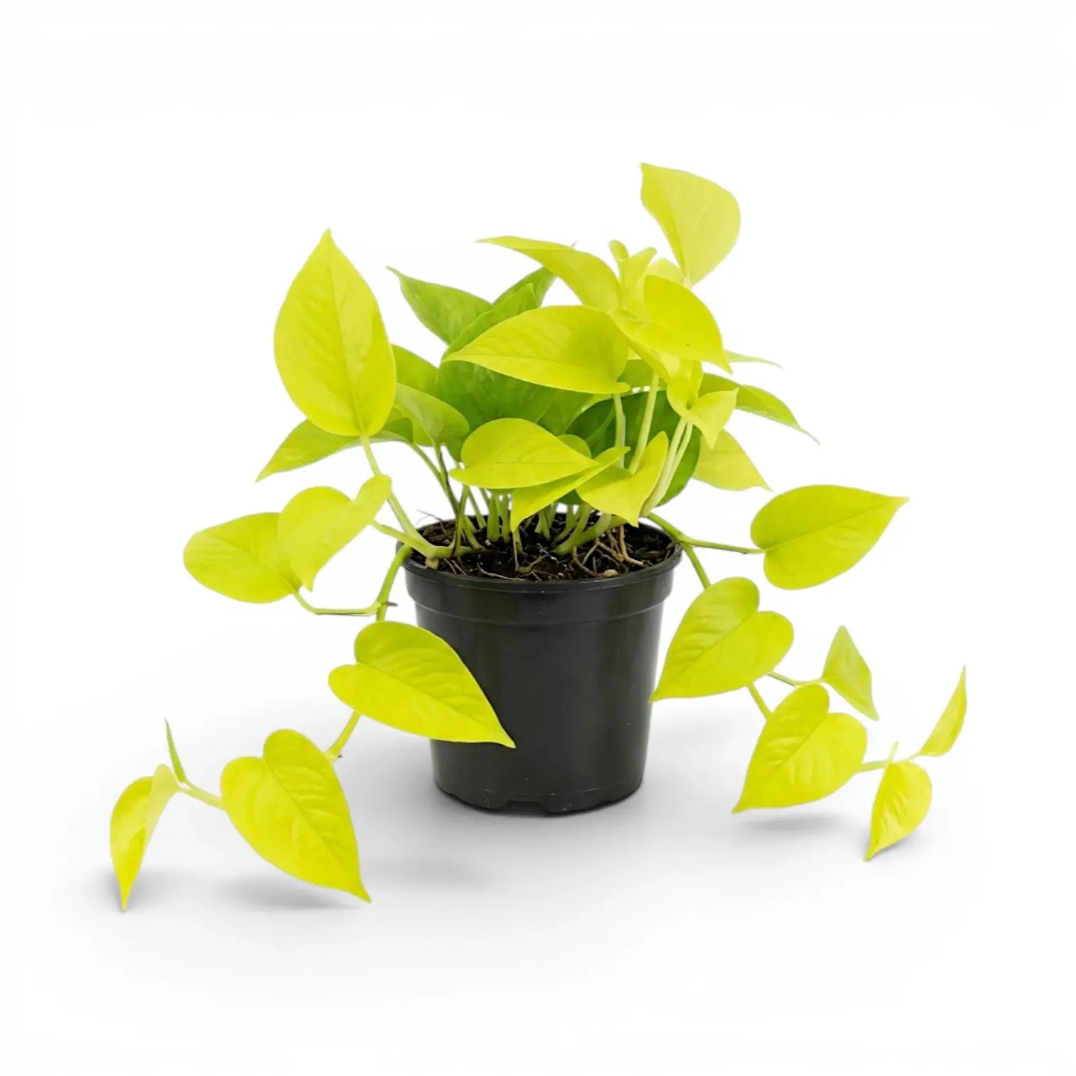 Epipremnum pinnatum Neon große Pflanze mit limettengrünen Blättern im Kulturtopf.