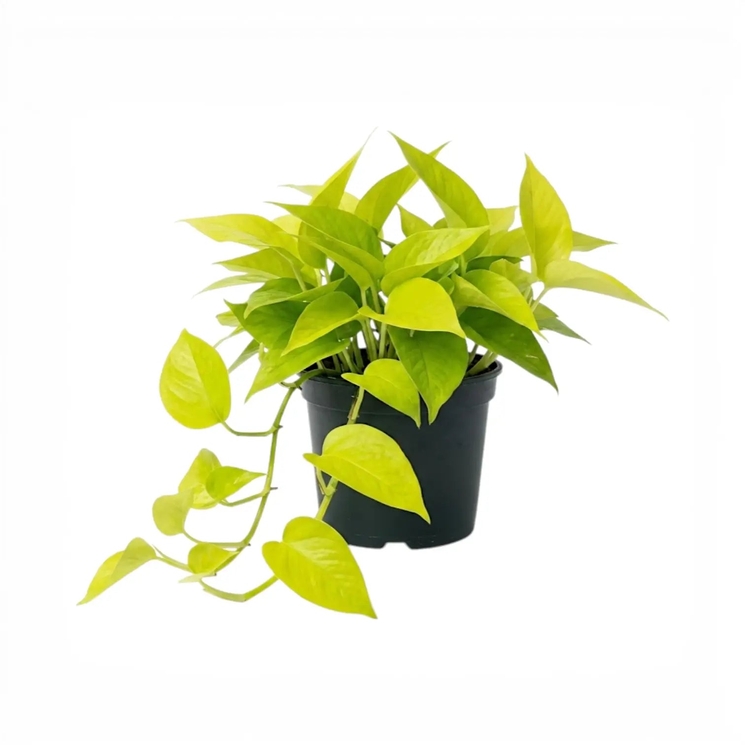 Epipremnum pinnatum Neon große Pflanze mit limettengrünen Blättern im Kulturtopf.