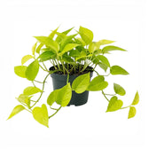 Epipremnum pinnatum Neon große Pflanze mit limettengrünen Blättern im Kulturtopf.