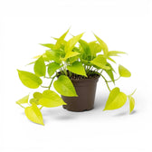 Epipremnum pinnatum Neon große Pflanze mit limettengrünen Blättern im Kulturtopf.