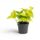 Epipremnum pinnatum Neon mit limettengrünen Blättern im Kulturtopf.