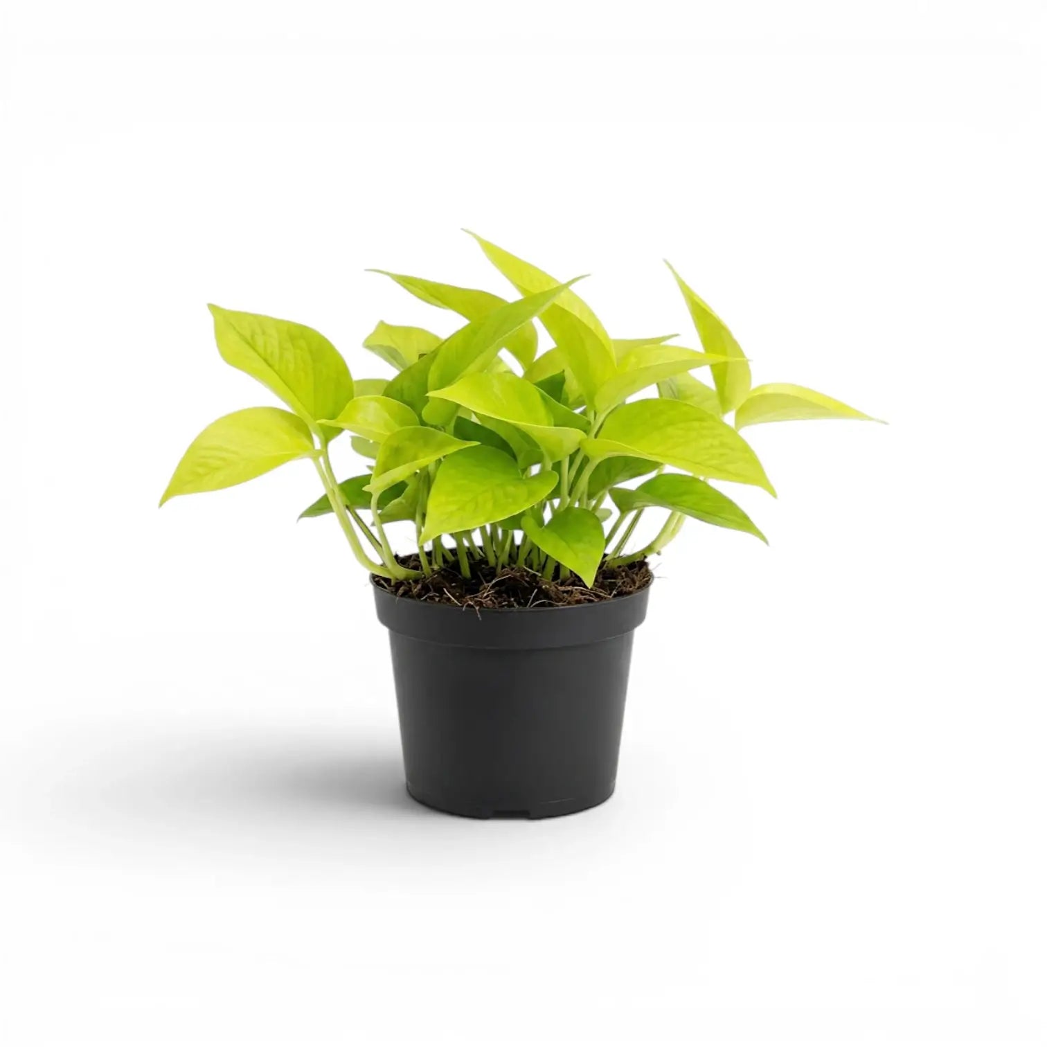 Epipremnum pinnatum Neon mit limettengrünen Blättern im Kulturtopf.