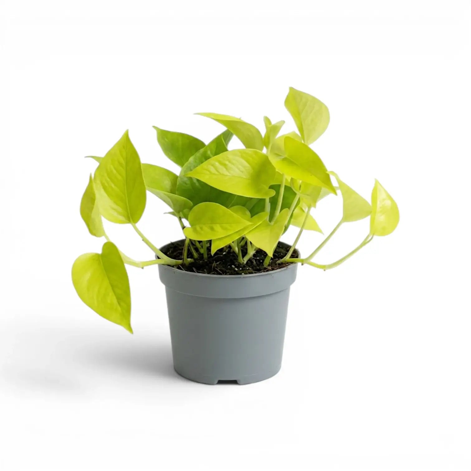 Epipremnum pinnatum Neon mit limettengrünen Blättern im Kulturtopf.