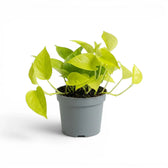 Epipremnum pinnatum Neon mit limettengrünen Blättern im Kulturtopf.