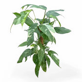 Epipremnum pinnatum variegata potted plant in nursery pot on white background.
