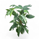 Epipremnum pinnatum variegata potted plant in nursery pot on white background.