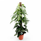 Epipremnum pinnatum variegata potted plant in nursery pot on white background.